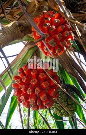 Screwpine parfumée (Pandanus fascicularis, Pandanus odoriger, Pandanus tectorius) avec fond naturel. Banque D'Images