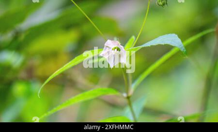 Vaccinium corymbosum (bleuet du nord, myrtille bleue, grande myrtille). Dans les habitats naturels, les baies sont une source de nourriture Banque D'Images