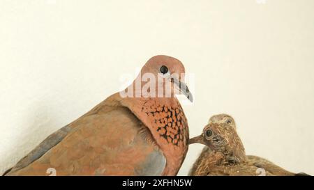 Colombe et ses poussins à l'intérieur nid avec fond blanc. Garde des oiseaux. Espace ouvert. Focalisé sélectif. Banque D'Images