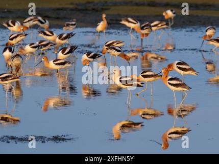 Un troupeau d'avocet américain (Recurvirostra americana) se rassemblant dans une flaque peu profonde après-marée sur la côte océanique pendant la migration, Galveston, Texas, U. Banque D'Images