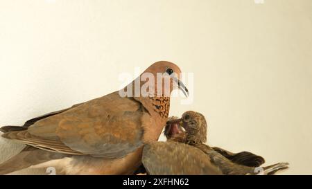 Colombe et ses poussins à l'intérieur nid avec fond blanc. Garde des oiseaux. Espace ouvert. Focalisé sélectif. Banque D'Images
