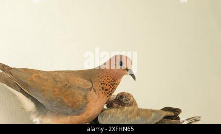 Colombe et ses poussins à l'intérieur nid avec fond blanc. Garde des oiseaux. Espace ouvert. Focalisé sélectif. Banque D'Images