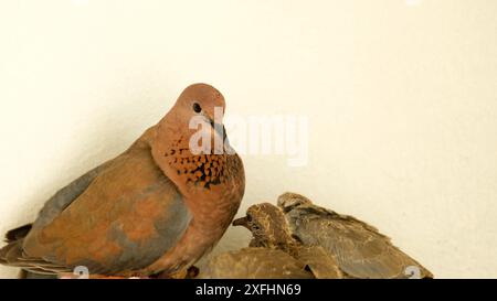 Colombe et ses poussins à l'intérieur nid avec fond blanc. Garde des oiseaux. Espace ouvert. Focalisé sélectif. Banque D'Images