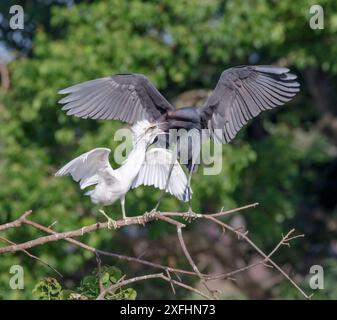 Petit héron bleu (Egretta caerulea) nourrissant son poussin blanc dans un arbre, région de Houston, Texas, États-Unis. Banque D'Images