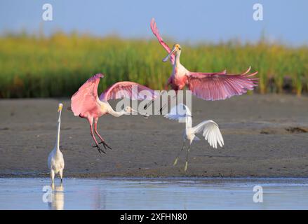 Spatules rosées (Platalea ajaja) atterrissant près des aigrettes blanches (A. alba et E. thula) au bord de la lagune à marée, Galveston, Texas, États-Unis. Banque D'Images