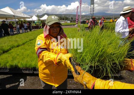 Mexico, Mexique. 03 juillet 2024. Les ouvriers du corps héroïque de brigade détiennent différentes variétés de plantes qui seront plantées lors du «Green Challenge 2024», dont l’objectif est de planter 10,5 millions de plantes dans le Centre pour la préservation de la biodiversité de Mexico à la pépinière San Luis Tlaxialtemalco. Le 3 juillet 2024 à Mexico, Mexique. (Photo de Ian Robles/ crédit : Eyepix Group/Alamy Live News Banque D'Images