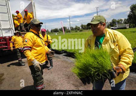 Mexico, Mexique. 03 juillet 2024. Les ouvriers du corps héroïque de brigade détiennent différentes variétés de plantes qui seront plantées lors du «Green Challenge 2024», dont l’objectif est de planter 10,5 millions de plantes dans le Centre pour la préservation de la biodiversité de Mexico à la pépinière San Luis Tlaxialtemalco. Le 3 juillet 2024 à Mexico, Mexique. (Photo de Ian Robles/ crédit : Eyepix Group/Alamy Live News Banque D'Images