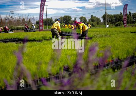 Mexico, Mexique. 03 juillet 2024. Les travailleurs du corps héroïque de brigade plantant des conteneurs avec différentes variétés de plantes pendant le «Green Challenge 2024», avec pour objectif de planter 10,5 millions de plantes dans le Centre pour la préservation de la biodiversité de Mexico à la pépinière San Luis Tlaxialtemalco. Le 3 juillet 2024 à Mexico, Mexique. (Photo de Ian Robles/ crédit : Eyepix Group/Alamy Live News Banque D'Images