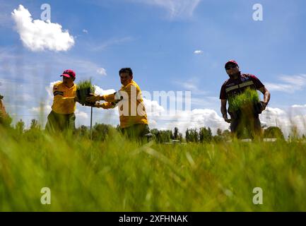 Mexico, Mexique. 03 juillet 2024. Les travailleurs du corps héroïque de brigade plantant des conteneurs avec différentes variétés de plantes pendant le «Green Challenge 2024», avec pour objectif de planter 10,5 millions de plantes dans le Centre pour la préservation de la biodiversité de Mexico à la pépinière San Luis Tlaxialtemalco. Le 3 juillet 2024 à Mexico, Mexique. (Photo de Ian Robles/ crédit : Eyepix Group/Alamy Live News Banque D'Images