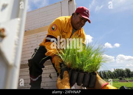 Mexico, Mexique. 03 juillet 2024. Les ouvriers du corps héroïque de brigade détiennent différentes variétés de plantes qui seront plantées lors du «Green Challenge 2024», dont l’objectif est de planter 10,5 millions de plantes dans le Centre pour la préservation de la biodiversité de Mexico à la pépinière San Luis Tlaxialtemalco. Le 3 juillet 2024 à Mexico, Mexique. (Photo de Ian Robles/ crédit : Eyepix Group/Alamy Live News Banque D'Images