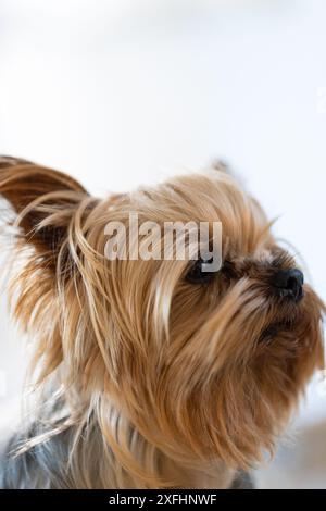 Gros plan du Yorkshire Terrier avec une longue fourrure, regardant attentivement quelque chose Banque D'Images