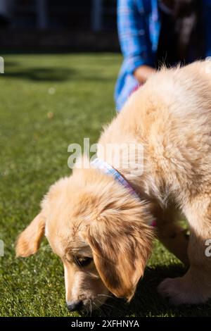 Chiot Golden retriever explorant l'herbe dans la cour arrière avec la personne en arrière-plan Banque D'Images