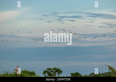 Troupeau de Tuyuyu (Mycteria Americana) survolant la rivière Parana à Santa Fe, Argentine. Banque D'Images