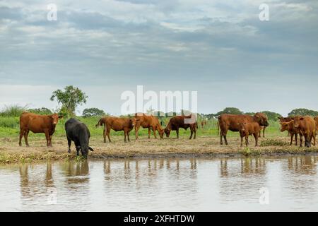 Troupeau de vaches créoles sur les rives de la rivière Parana à Santa Fe, Argentine. Banque D'Images