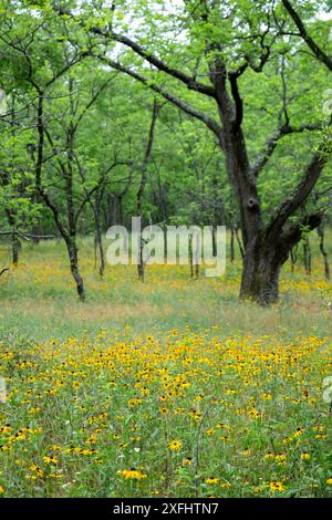 Yankee Springs Twp., Michigan - Susans Black-Eyed (Rudbeckia hirta) dans une forêt. Banque D'Images