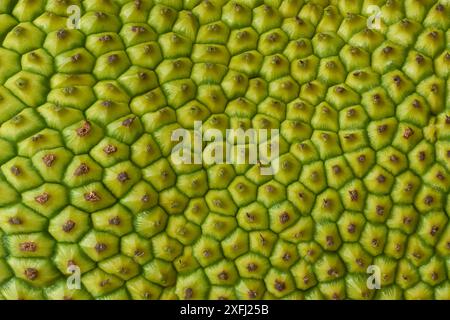 gros plan de la surface abstraite de peau de jackfruit, fond de texture épaisse rugueuse vert jaunâtre ou fond de papier peint pour modèle de conception graphique Banque D'Images