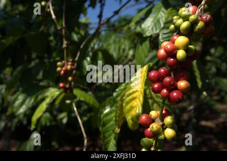 Cerises de café dans une ferme du village de Tegur Wangi, Pagar Alam, Sumatra du Sud, Indonésie. Banque D'Images