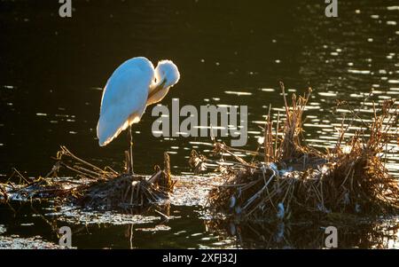 Un majestueux oiseau d'aigrette blanc debout sur un amas se préparant dans l'eau dorée brillante du lac, des plumes dispersées et capturées dans les roseaux Banque D'Images