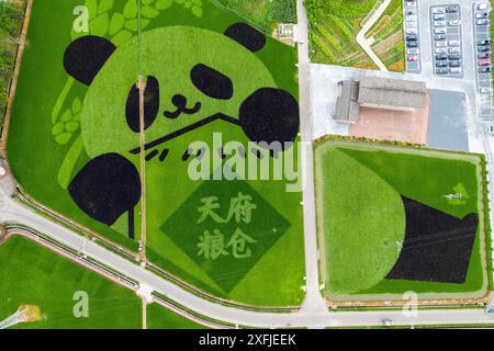 Chengdu, Chine, 4 juillet 2024. Dans le parc industriel agricole moderne national de Tianfu Granary à Chengdu, dans la province du Sichuan, le motif de panda géant cultivé en riz coloré ajoute un autre type de plaisir aux rizières en été. Crédit : Zhang Lang/China News Service/Alamy Live News Banque D'Images