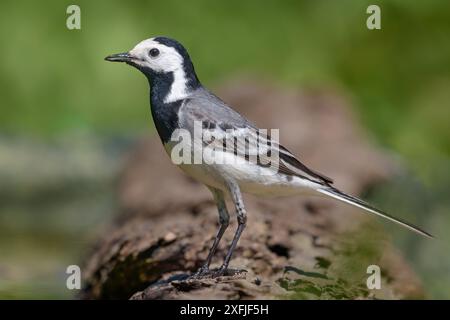 Mâle adulte Wagon tail blanc (Motacilla alba) posant sur une petite écorce de tronc avec un fond vert propre en saison estivale Banque D'Images