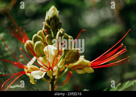 Erythrostemon gilliesii connu aussi comme oiseau de paradis. Fleur rouge exotique avec pétales jaunes, étamines. Nature estivale fleur sauvage Caesalpinia gilliesii Banque D'Images