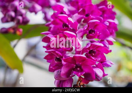 Fleurs d'orchidée Rhynchostylis gigantea avec couleur rose Banque D'Images