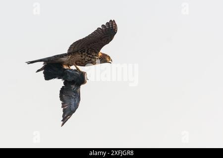 Jeune goshawk du nord (Accipiter gentilis) en vol rapide avec pigeon attrapé dans le ciel clair Banque D'Images