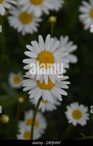 Les marguerites blanches poussent dans un champ en journée ensoleillée. Les fleurs fleurissent en été. Banque D'Images