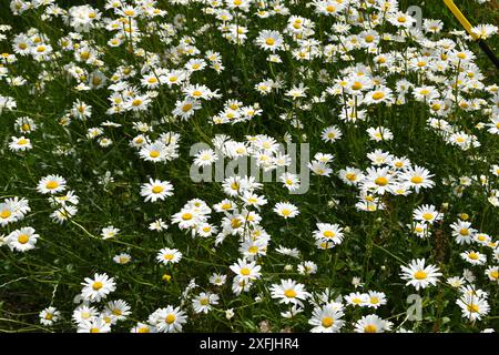 Les marguerites blanches poussent dans un champ en journée ensoleillée. Les fleurs fleurissent en été. Banque D'Images