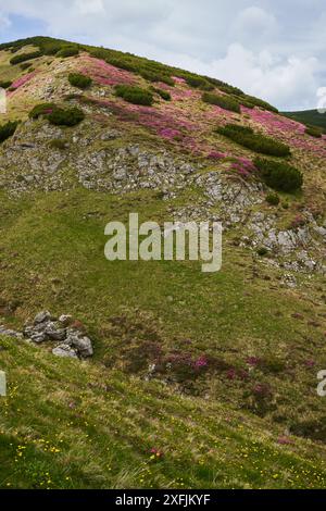 Montagne couverte de fleurs sauvages de rhododendron rose en pleine floraison Banque D'Images