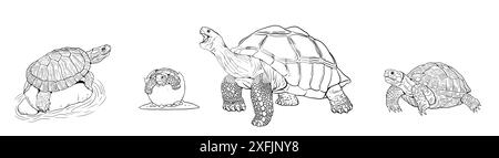 Jeu de dessin avec différentes espèces de tortues. Tortue d'eau et tortue des Galapagos à colorier. Banque D'Images