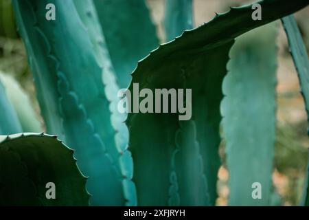 Feuilles d'agave bleu-vert avec épines, piqûres. Asparagaceae plantes exotiques du Mexique utilisées en pharmacologie, fabriquant des produits cosmétiques. Cactus, succulentes. Banque D'Images