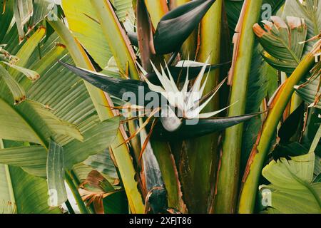 Oiseau du Paradis (Strelitzia nicolai) fleurit parmi de grandes feuilles vertes. Plantes exotiques dans un jardin tropical, forêt tropicale. Culture de fleurs rares ornementales Banque D'Images