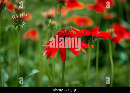 Echinacea purpurea bourgeons floraux lumineux rouges excentriques parmi les feuilles vertes sur fond naturel. Fleurs en fleurs dans le jardin formel d'été plante médicale Banque D'Images