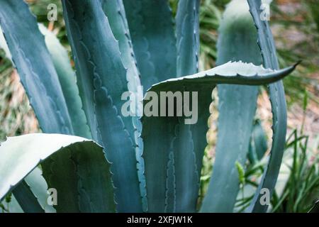 Feuilles d'agave bleu-vert avec épines, piqûres. Asparagaceae plantes exotiques du Mexique, utilisées pour les produits cosmétiques. Cactus, succulentes fond abstrait Banque D'Images