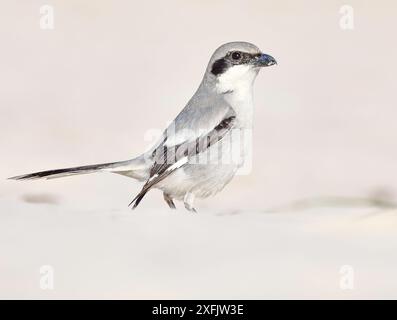 grande crevette grise Banque D'Images