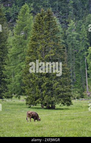 Vaches sur la prairie verte dans la vallée alpine avec des arbres sur fond, Val Pusteria, Dolomiti Mountains, Italie Banque D'Images