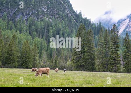Vaches sur la prairie verte dans la vallée alpine avec des arbres sur fond, Val Pusteria, Dolomiti Mountains, Italie Banque D'Images
