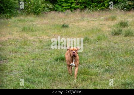 Aberdeen 2 juillet 2024, XL Bully dog Banque D'Images