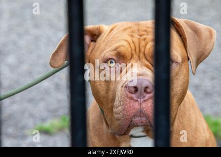 Aberdeen 2 juillet 2024, XL Bully dog Banque D'Images