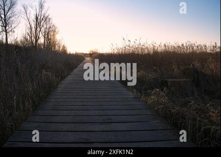 Une promenade en bois s'étend à travers de hautes herbes à l'aube, menant à un paysage serein sous un ciel dégagé Banque D'Images