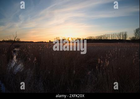 Beau coucher de soleil sur un paysage de zone humide tranquille avec de hautes herbes et un plan d'eau réfléchissant en automne Banque D'Images