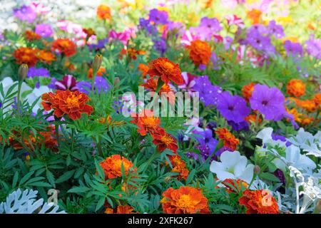 Les soucis sont utilisés dans tous les types de fleurs. Parterre de fleurs. Fleurs en fleurs. Ensoleillé. Banque D'Images