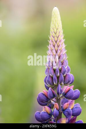 Lupins colorés dans les bordures florales des jardins de Rousham House dans l'Oxfordshire Banque D'Images