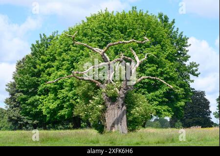 Arbre mort en face d'un vivant, Mote Park - Grand parc public près du centre de la ville - Maidstone, Kent, Royaume-Uni. Banque D'Images