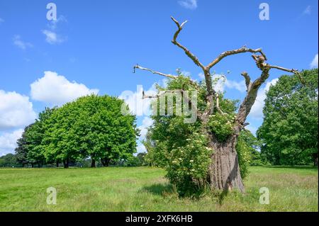 Arbre mort dans Mote Park - Grand parc public près du centre de la ville - Maidstone, Kent, Royaume-Uni. Banque D'Images