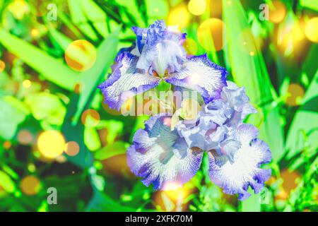 Fleurs d'iris florissantes dans le jardin. Fond naturel floral, carte de voeux, ambiance festive. Carte postale Iridaceae design, soleil brillant Banque D'Images