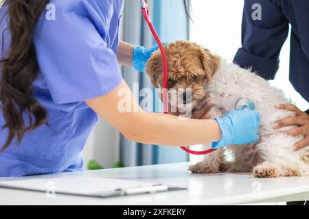 Les vétérinaires utilisent des stéthoscopes pour examiner la santé des chiens et diagnostiquer les maladies respiratoires et cardiaques. Vérification de la santé du chien dans l'hôpital des animaux avec Banque D'Images