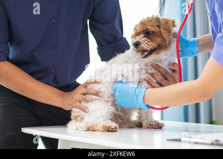 Les vétérinaires utilisent des stéthoscopes pour examiner la santé des chiens et diagnostiquer les maladies respiratoires et cardiaques. Vérification de la santé du chien dans l'hôpital des animaux avec Banque D'Images