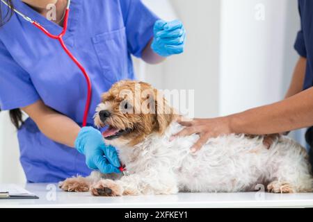 Les vétérinaires utilisent des stéthoscopes pour examiner la santé des chiens et diagnostiquer les maladies respiratoires et cardiaques. Vérification de la santé du chien dans l'hôpital des animaux avec Banque D'Images